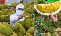 Le durian, produit phare des exportations agricoles vietnamiennes