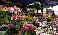 ตลาดดอกไม้ในจังหวัดลาวกายคึกคักในช่วงตรุษเต๊ด