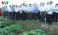 ประธานแนวร่วมปิตุภูมิเวียดนามตรวจสอบรูปแบบสหกรณ์ในจังหวัดแทงฮว้า