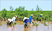 ปลูกป่าชายเลนเพื่อรับมือการเปลี่ยนแปลงของสภาพภูมิอากาศ