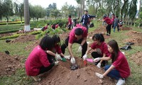 มีการปลูกต้นซากุระ 500 ต้นในสวนสาธารณะสันติภาพ ณ กรุงฮานอย