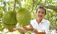 ผลักดันการเชื่อมโยงเพื่อพัฒนาแหล่งวัตถุดิบสำหรับการส่งออกสินค้าการเกษตรแบบยั่งยืน