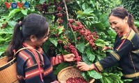 อีอาตู กาแฟ สหกรณ์กาแฟที่มีชื่อเสียงในเขตที่ราบสูงเตยเงวียน