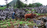 Mong ethnic people cultivate on rocks