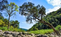 Vu Quang National Park receives ASEAN Heritage Park certificate