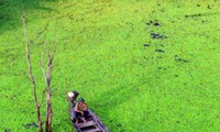 Amazing photos of “Lonely Trees” in Vietnam