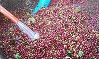 Vietnam develops high-quality coffee