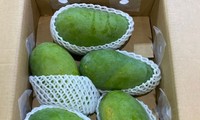 Vietnam promotes green mangos in Australia