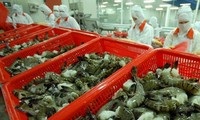 Shrimp exports witness robust growth in FTA markets