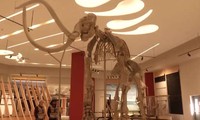 Mexico prepares exhibition of Ice Age mammoths