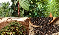 Xuất khẩu hồ tiêu vượt 1 tỷ USD