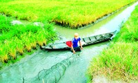 Canh tác tôm - lúa: Mô hình sản xuất hiệu quả và bền vững