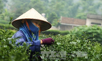 Vietnamese tea seeks brand development opportunities in US 