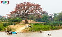 Red silk cotton trees in full bloom in Northwest Vietnam