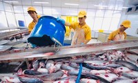 Pangasius exports to US enjoy record prices