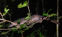 Two endangered animals handed over to national park