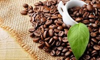 Coffee export turnover exceeds 2 billion USD in five months