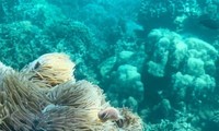 Dive tourism suspension planned to protect coral reefs in Nha Trang Bay