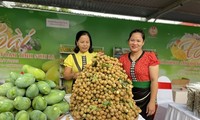 Son La mango and safe farm produce week launched in Hanoi