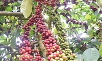 Vietnam remains world's second biggest coffee exporter