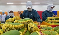 Malaysian newswire highlights burgeoning Vietnamese fruit exports