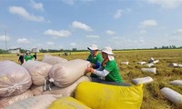 Vietnam’s rice exports to surpass annual target