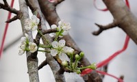 Streets of Hanoi covered in stunning wild pear flowers ahead of Tet