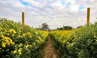 Hanoi’s largest flower village busy preparing for Tet