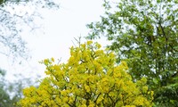 Yellow apricot blossoms signal Tet arrival in former Hue imperial city