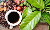 Buon Ma Thuot Coffee Festival 2023 to take place in March