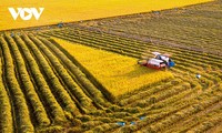 Green rice field and golden harvesting season in Central Highlands