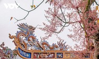 Royal Parasol - the blooming “royal” flower in Hue
