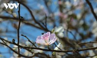 Bauhinia flowers blanket Son La as spring arrives in Vietnam’s northwest