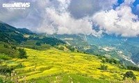 Y Ty terraced fields in golden season 