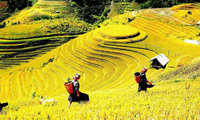 Yên Bái: Sẵn sàng cho Tuần Văn hoá -  Du lịch Ruộng bậc thang Mù Cang Chải 2017