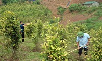 Trà Hoa Vàng - nguồn lợi của đồng bào Ba Chẽ (Quảng Ninh)