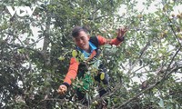 Mùa thu hoạch sơn tra trên vùng cao Sơn La