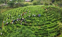 Thái Nguyên - Vùng đất “Đệ nhất danh Trà”, nơi hội tụ tài nguyên du lịch tự nhiên và văn hoá 