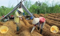 同塔省农民靠种草菇致富