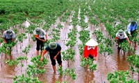 种植红树林 适应气候变化