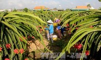 វៀតណាមនាំចេញផ្លែស្រការនាគស្រស់ដំបូងទៅអូស្ត្រាលី