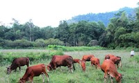 ជនជាតិ យ៉ាវ (Dao) នៅភូមិ Tun Tren ខេត្ត Lao Cai រួចផុតពីភាពក្រីក្រអាស្រ័យដោយគម្រោងការណ៍កសិកម្ម