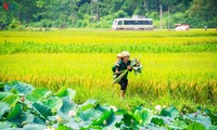  ទេសភាពដ៏ស្រស់បំព្រងរបស់ វាលស្រែ Bac Son 