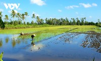 ខេត្ត Ca Mau អភិវឌ្ឍន៍ពាណិជ្ជសញ្ញាស្រូវគ្មានជាតិគីមី