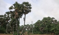 Chau Ngoc Dieu - ស្ត្រីខ្មែរនៅខេត្ត An Giang ត្រួសត្រាយផ្លូវក្នុងការនាំចេញស្ករត្នោត