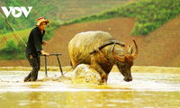 រក​ឃើញវាលស្រែកាំ​ជណ្ដើរ Mu Cang Chai ក្នុងរដូវទឹកលិច