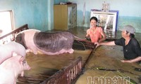 Giới thiệu Luật và dự thảo Nghị định hướng dẫn thi hành Luật phòng, chống thiên tai