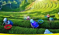 Sôi động Lễ hội trà Đại Từ, Thái Nguyên 