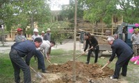 Trồng cây cho màu xanh tương lai