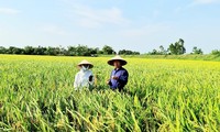 ThaiBinh Seed giành giải nhất trị giá 750.000 USD của Tổ chức phát triển Hà Lan